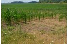 Property photo 12 - 51.5 Acres Offered in 5 tracts, 2 Farm Sites